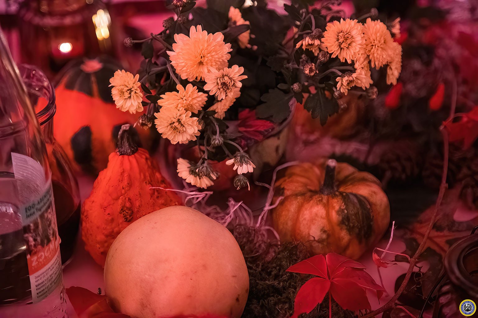 Phoenix zu den Drei Lichtern 137 Erntedankfest 6685 2